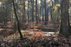 Foret-1