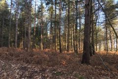 Foret-2