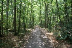 foret-de-pince